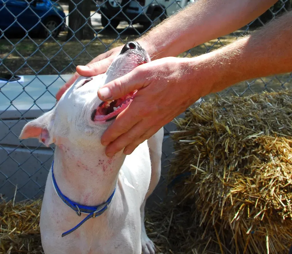 Breed Explains Less Than Ten Percent of Aggression in Dogs (Image Credits: Flickr)
