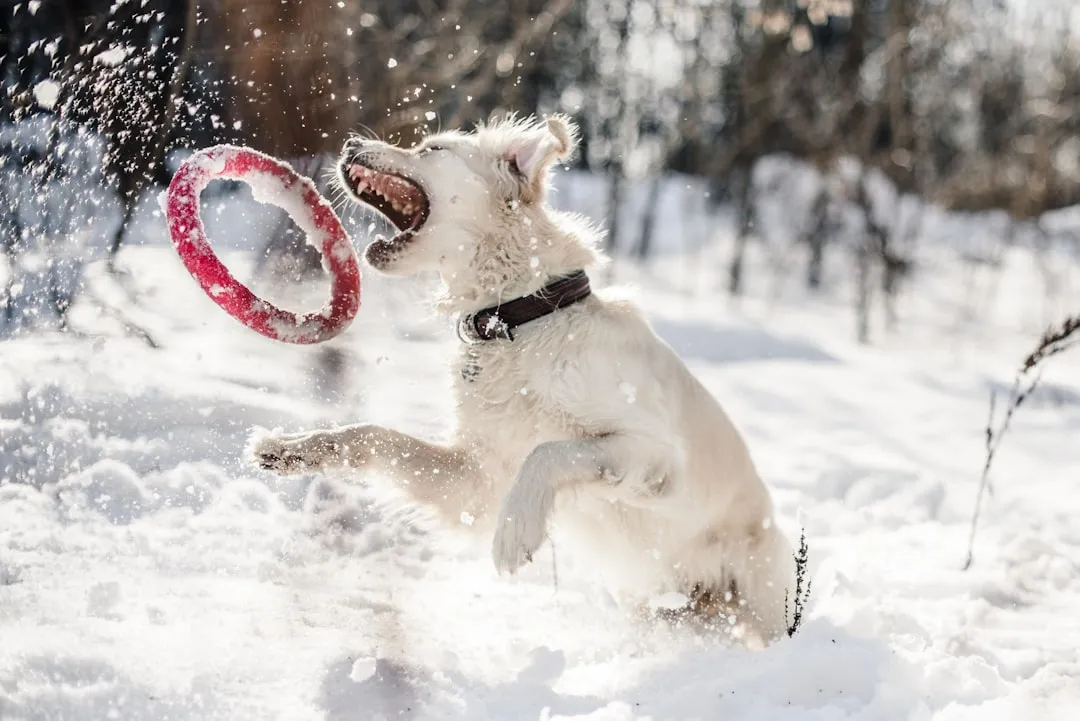 5. Weight Gain Brushed Off as “Winter Fluff” (Image Credits: Unsplash)