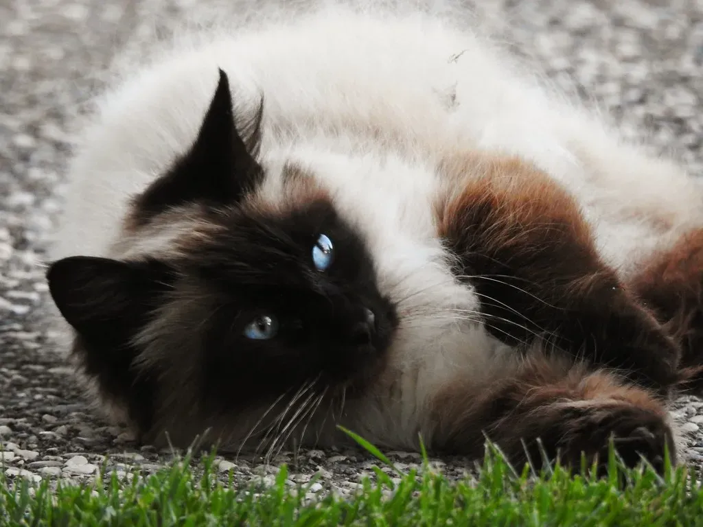 9. Balinese Cat (Image Credits: Flickr)