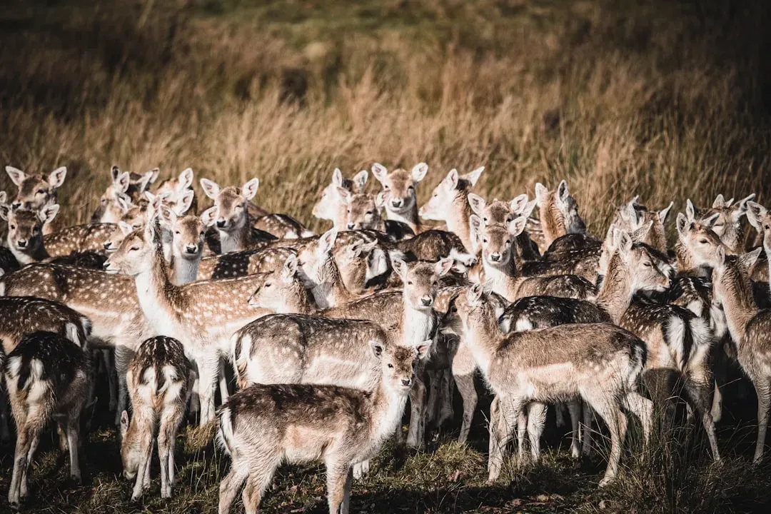 It Disrupts Entire Ecosystems and May Even Be Illegal (Image Credits: Unsplash)