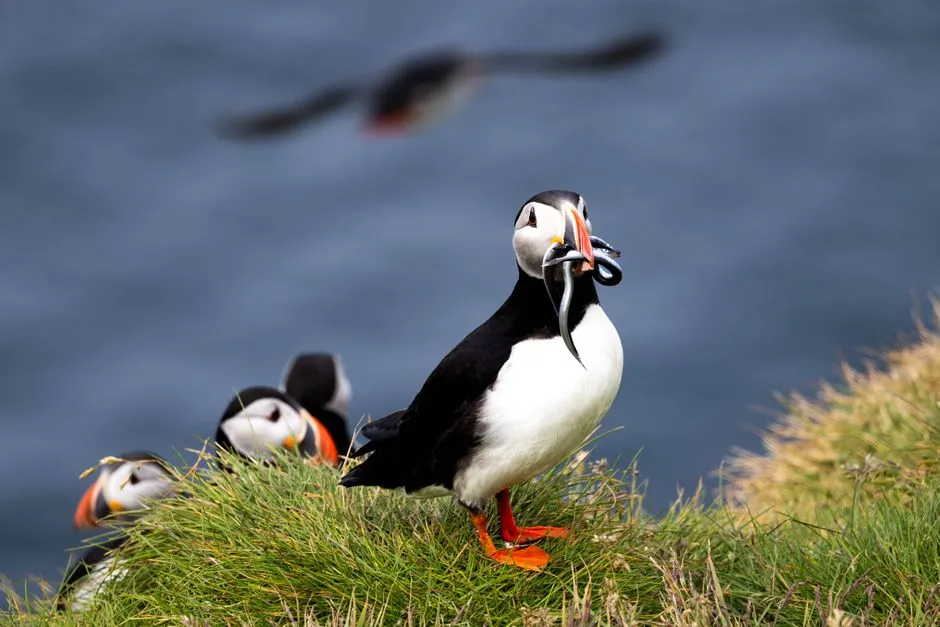 2. Masters of the Skies and Seas (Image Credits: Pexels)