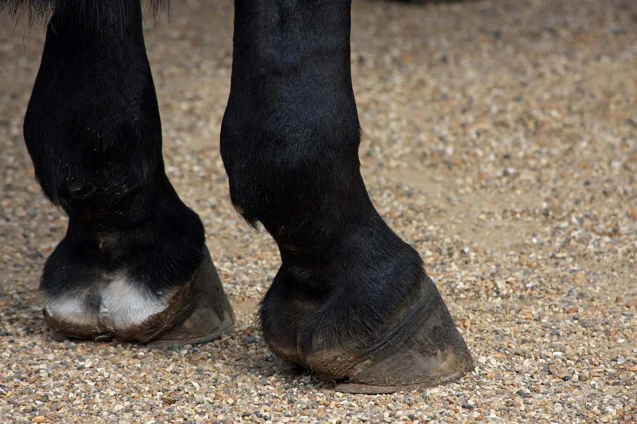 14. Slow Changes In Hoof Balance That Mirror A Crooked, Ageing Body (Image Credits: Pixabay)