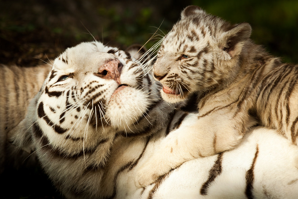 Conclusion: Respect the Wild (Image Credits: Flickr)