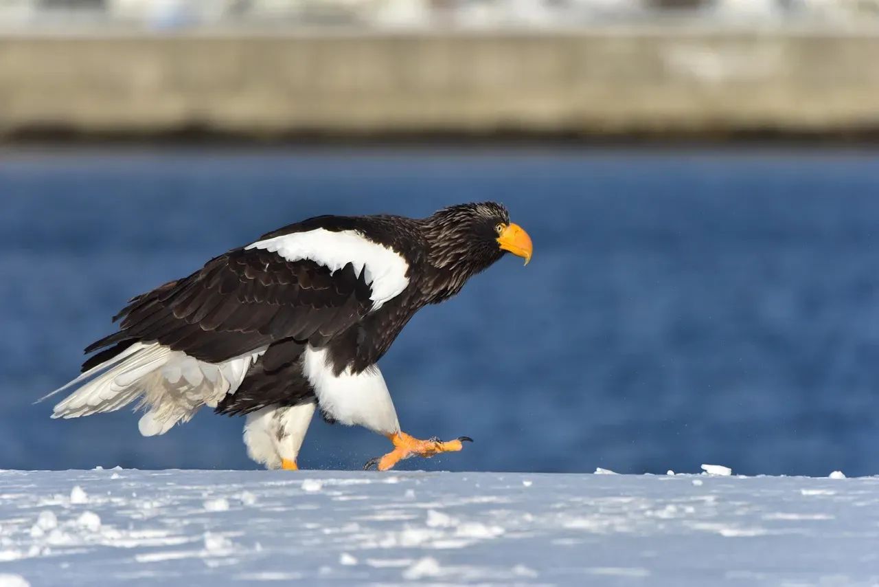 8. Steller's Sea Eagle: The Heavyweight Champion of Eagles (Image Credits: Pixabay)