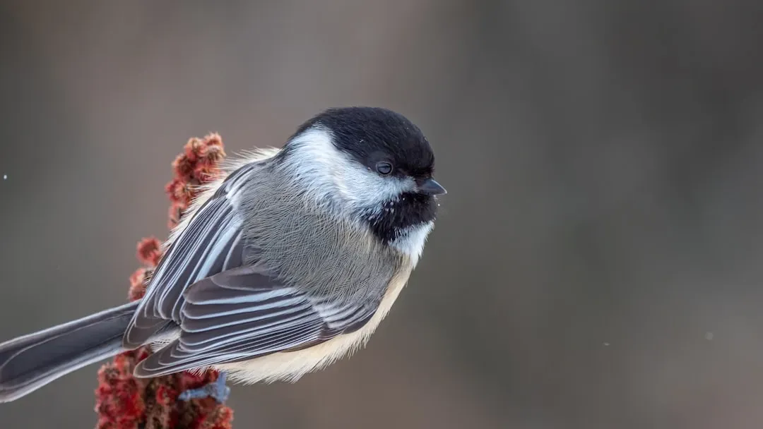 Emotional Contagion: Fear, Vigilance, and Group Behavior (Image Credits: Unsplash)