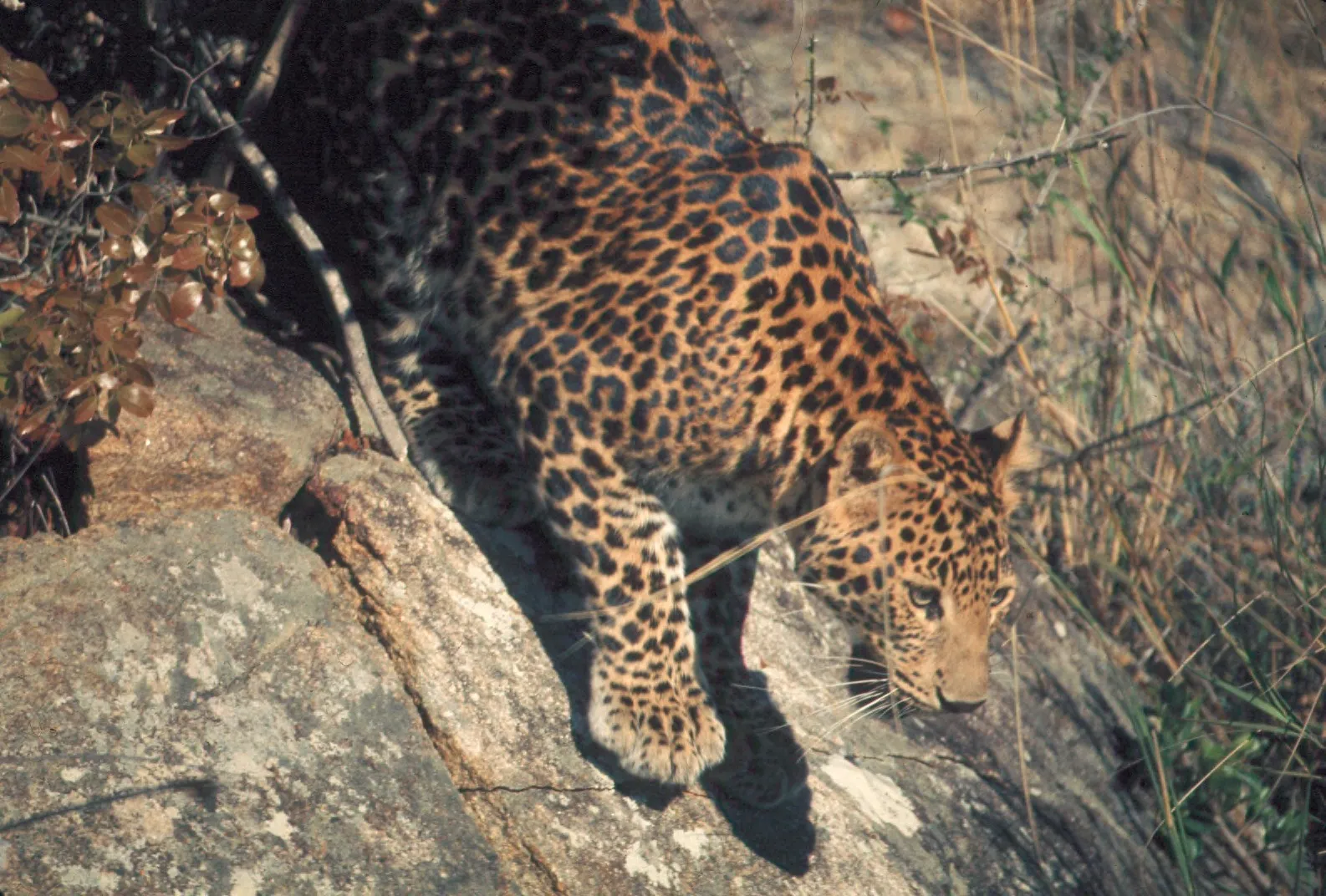 7 - Libra: The Leopard's Effortless Balance (This file was contributed to Wikimedia Commons by Colorado State University Libraries as part of a cooperation project. The donation was facilitated by the Digital Public Library of America, via its partner Plains to Peaks Collective.
Record in source catalog
DPLA identifier: 3e347eb3d340759e245e65205e0254d0, CC BY-SA 4.0)
