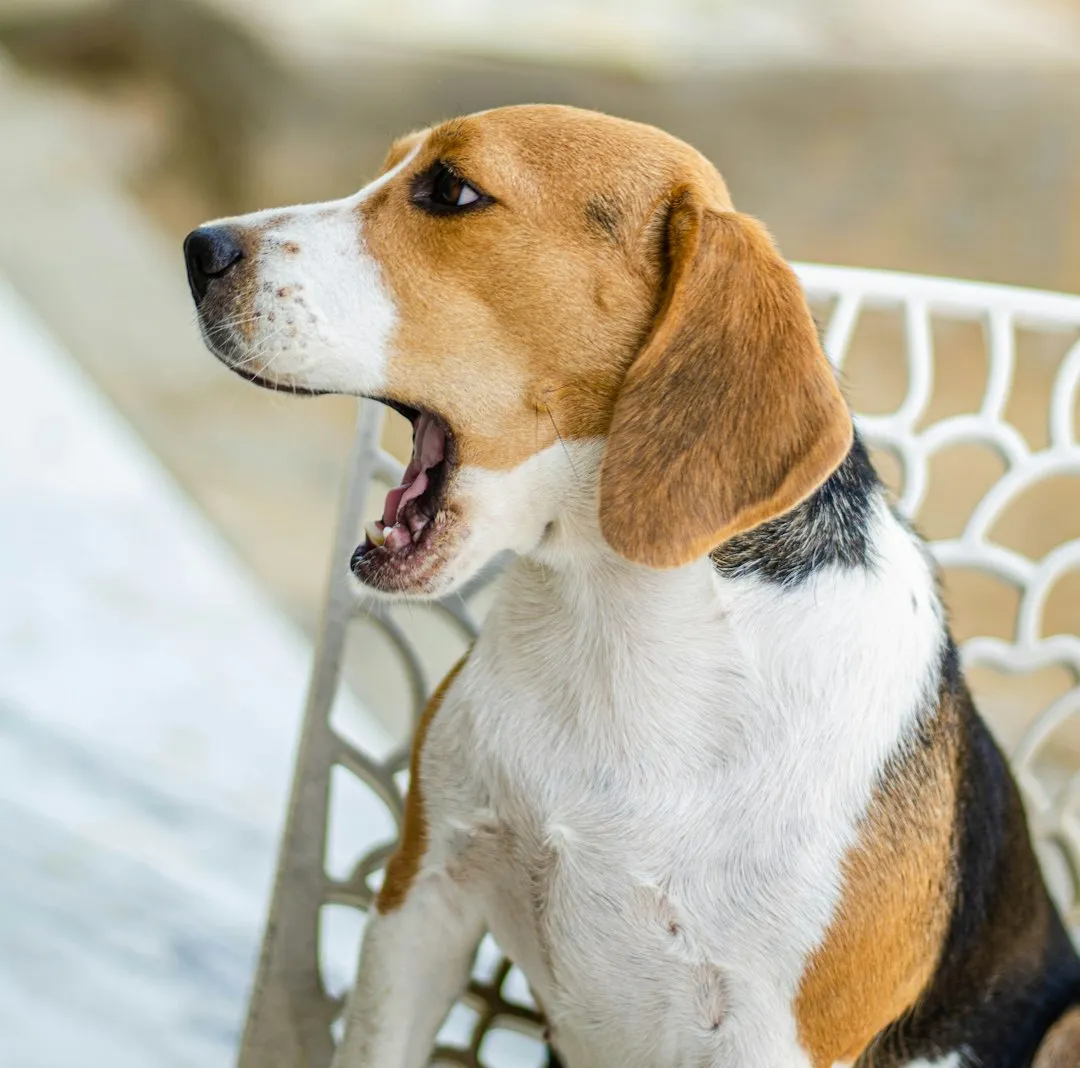 #19 - Beagle: Sweet Face, Endless Voice (Unravels) (Image Credits: Unsplash)