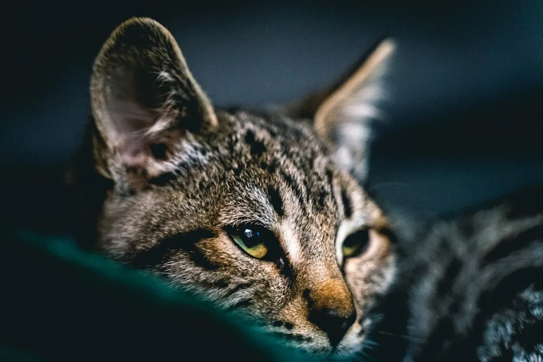 #25 - Savannah: Half Acrobat, Half Wild at Heart (Image Credits: Unsplash)