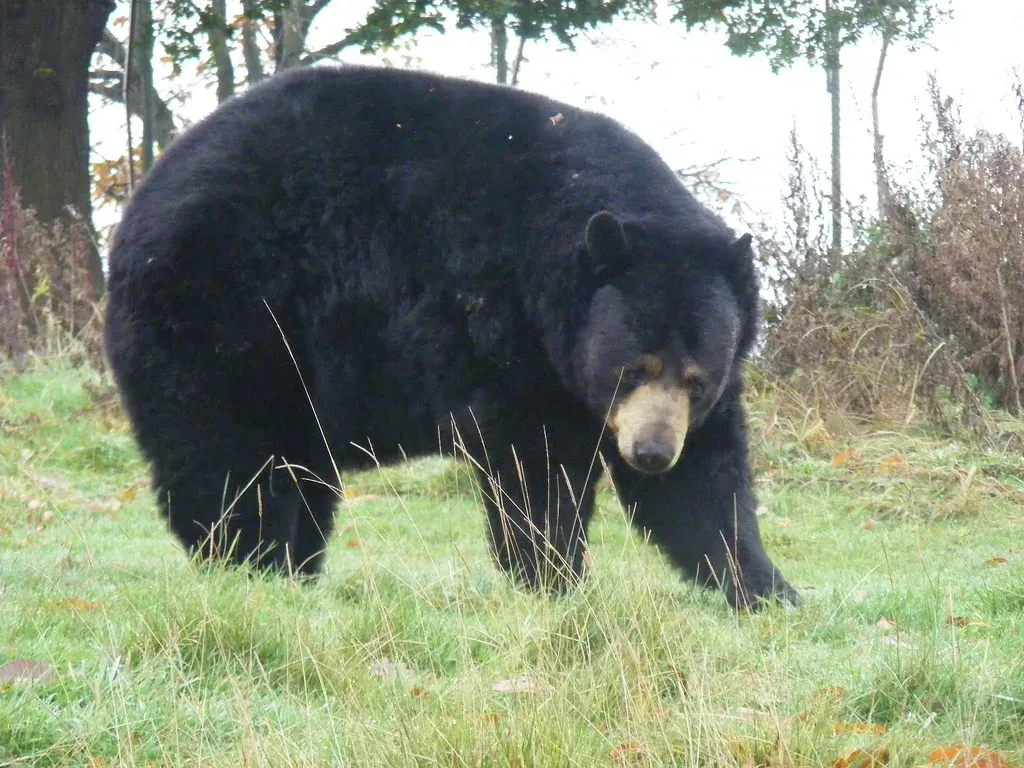 #8: Black Bears Are Safe; Grizzlies Are the Dangerous Ones (Marie Hale, Flickr, CC BY 2.0)