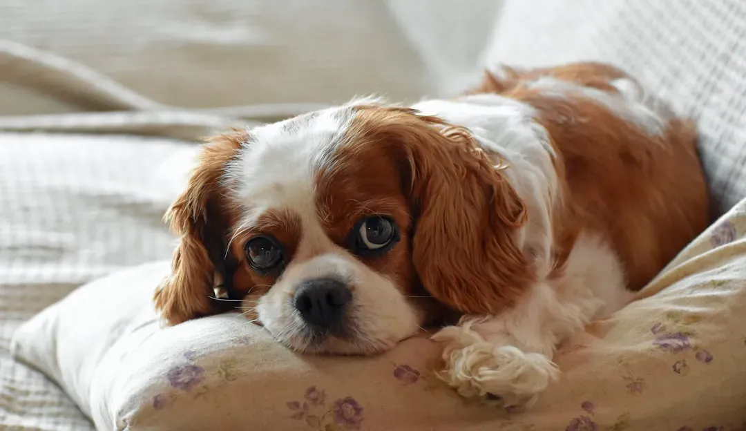 Relaxed Alternative: Cavalier King Charles Spaniel (Image Credits: Unsplash)