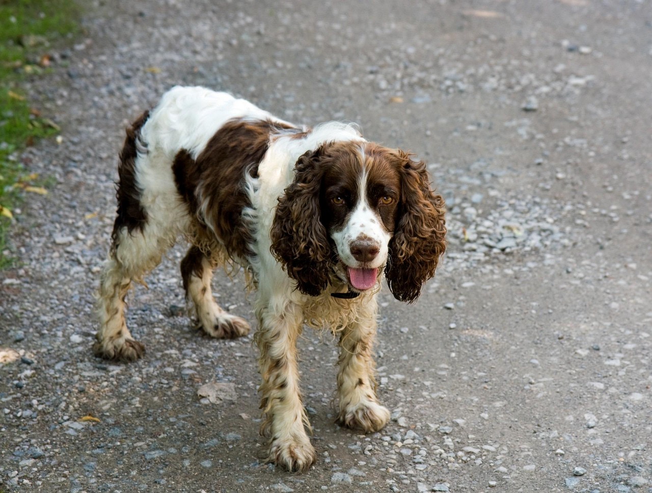 #17: English Springer Spaniel (Image Credits: Pixabay)