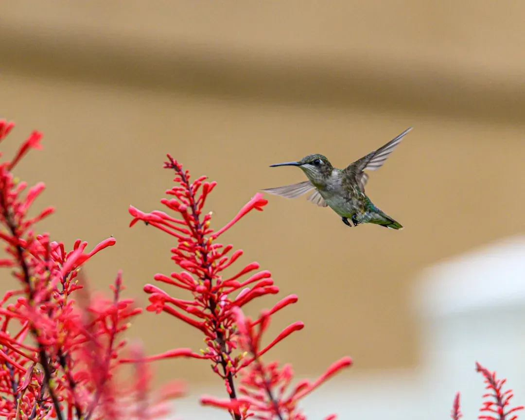They make longer flights between feeding stops (Image Credits: Unsplash)