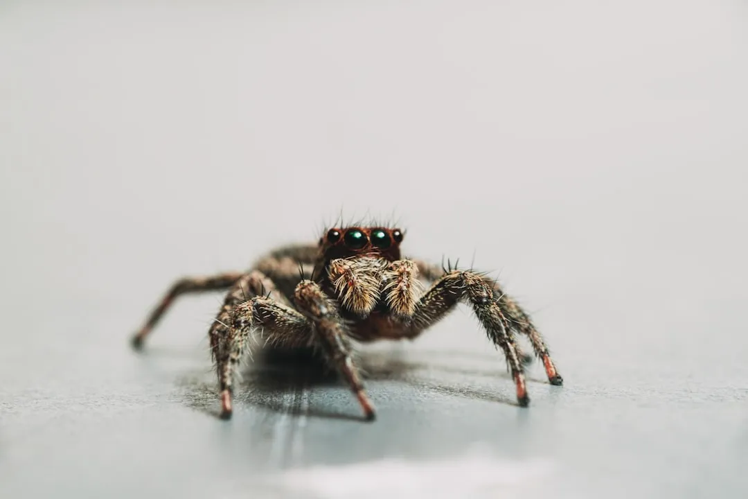 9. Spiders That Lose Legs But Keep On Hunting (Image Credits: Unsplash)