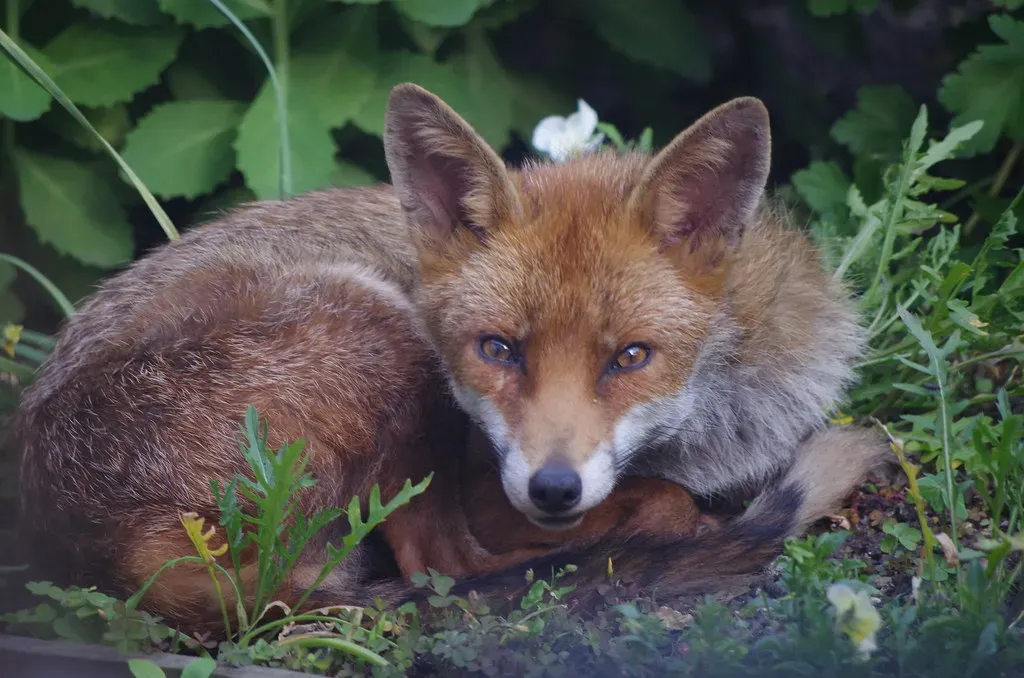 #11. Urban Fox Populations Have Grown Dramatically Alongside Human Cities (SNappa2006, Flickr, CC BY 2.0)