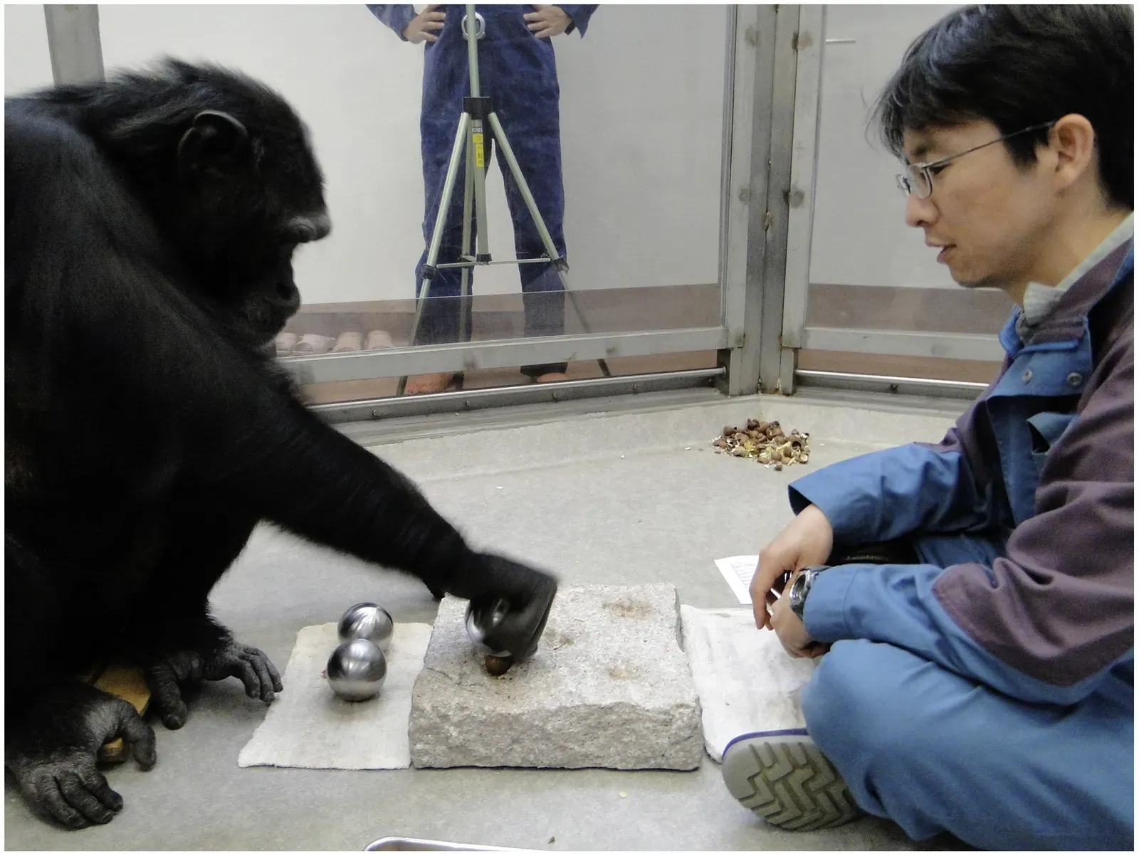 2. Chimpanzee Nut Cracking: Culture, Not Nature (Image Credits: Wikimedia)