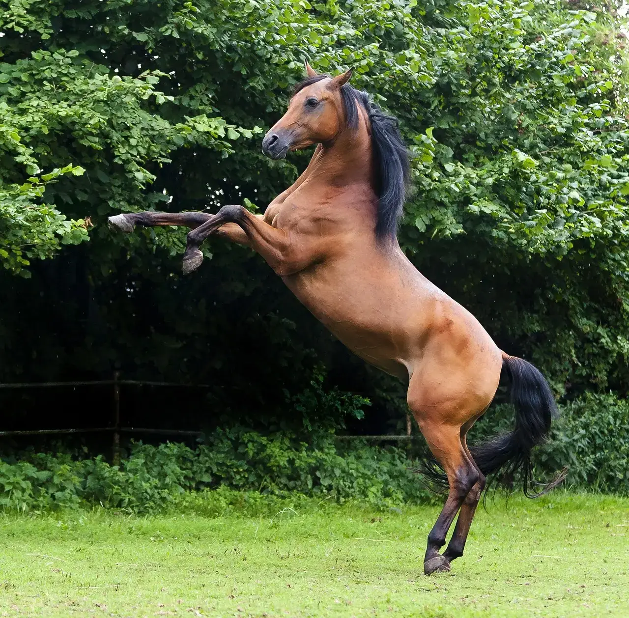#3 – Thoroughbreds (Image Credits: Pixabay)