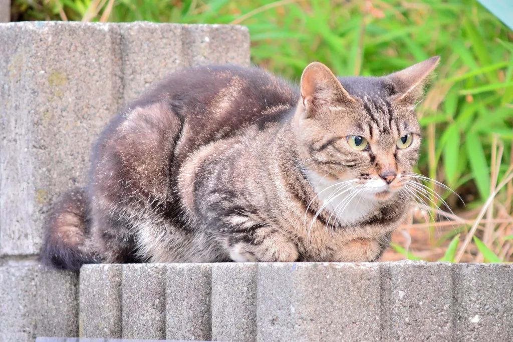 #7: Fight the Outdoor Cat Problem (Yes, This One's Touchy) (Dakiny, Flickr, CC BY 2.0)