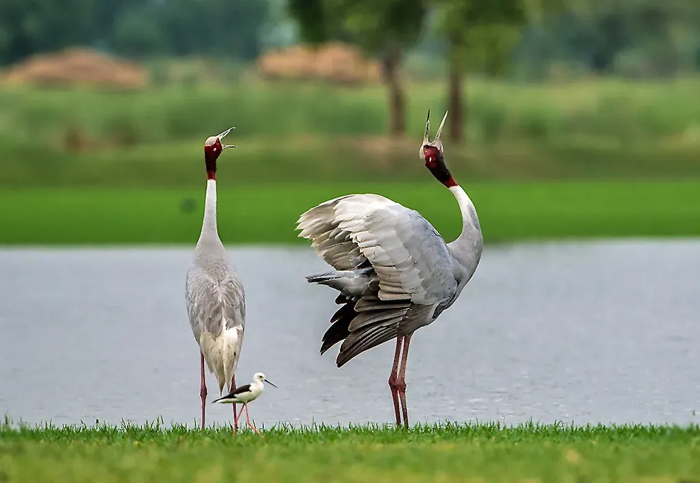 The Language of Feathers, Posture, and Color (Koshyk, Flickr, CC BY 2.0)