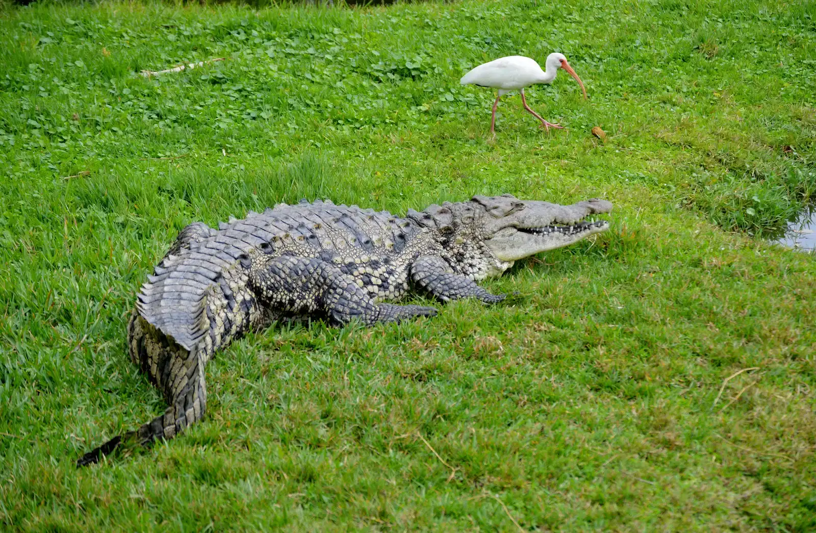 Sightings Beyond the Southern Tip (By Agsftw, CC BY-SA 3.0)