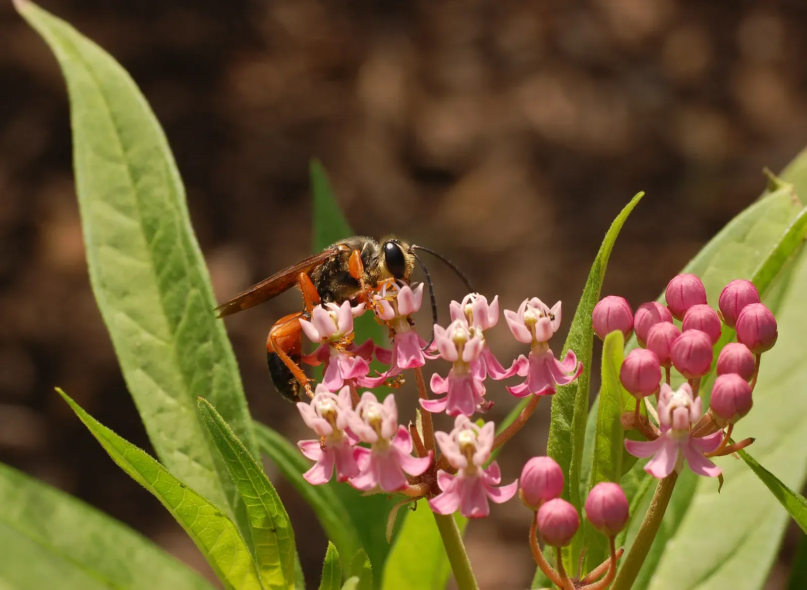 Swamp Milkweed: The Moisture-Loving Marvel (Image Credits: Wikimedia)