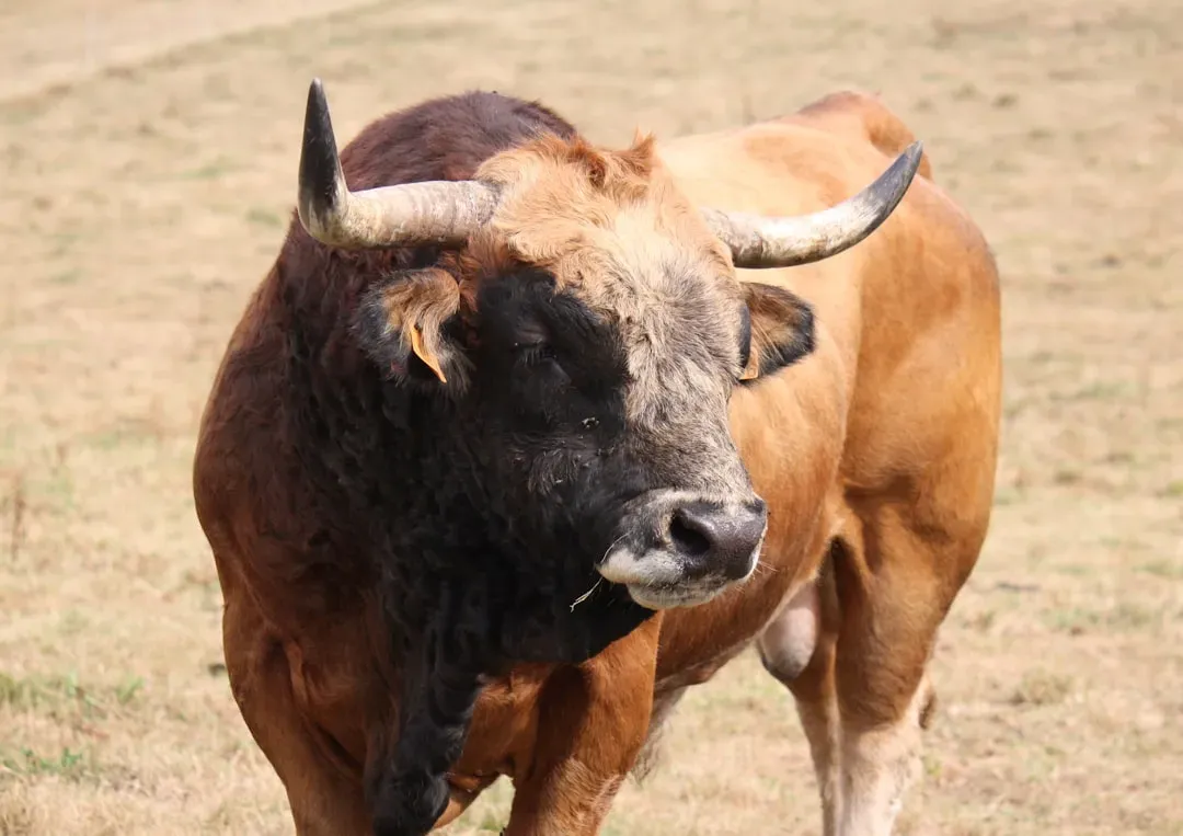 Myth 1: Bulls Are Enraged by the Color Red (Image Credits: Unsplash)