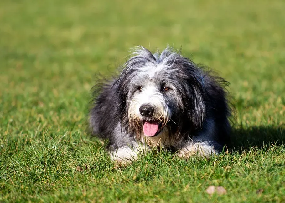 #12. Bearded Collie (Image Credits: Pexels)