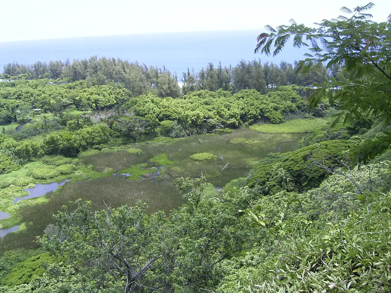 The Quiet Powerhouses of Forest Recovery (Image Credits: Wikimedia)