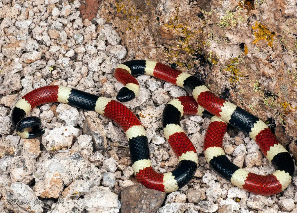 7. Arizona Coral Snake - Cobra-Level Venom in a Small Package (David A Jahn, Flickr, CC BY-SA 2.0)