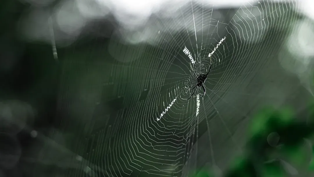 Spiders' Web Tremors (Image Credits: Unsplash)