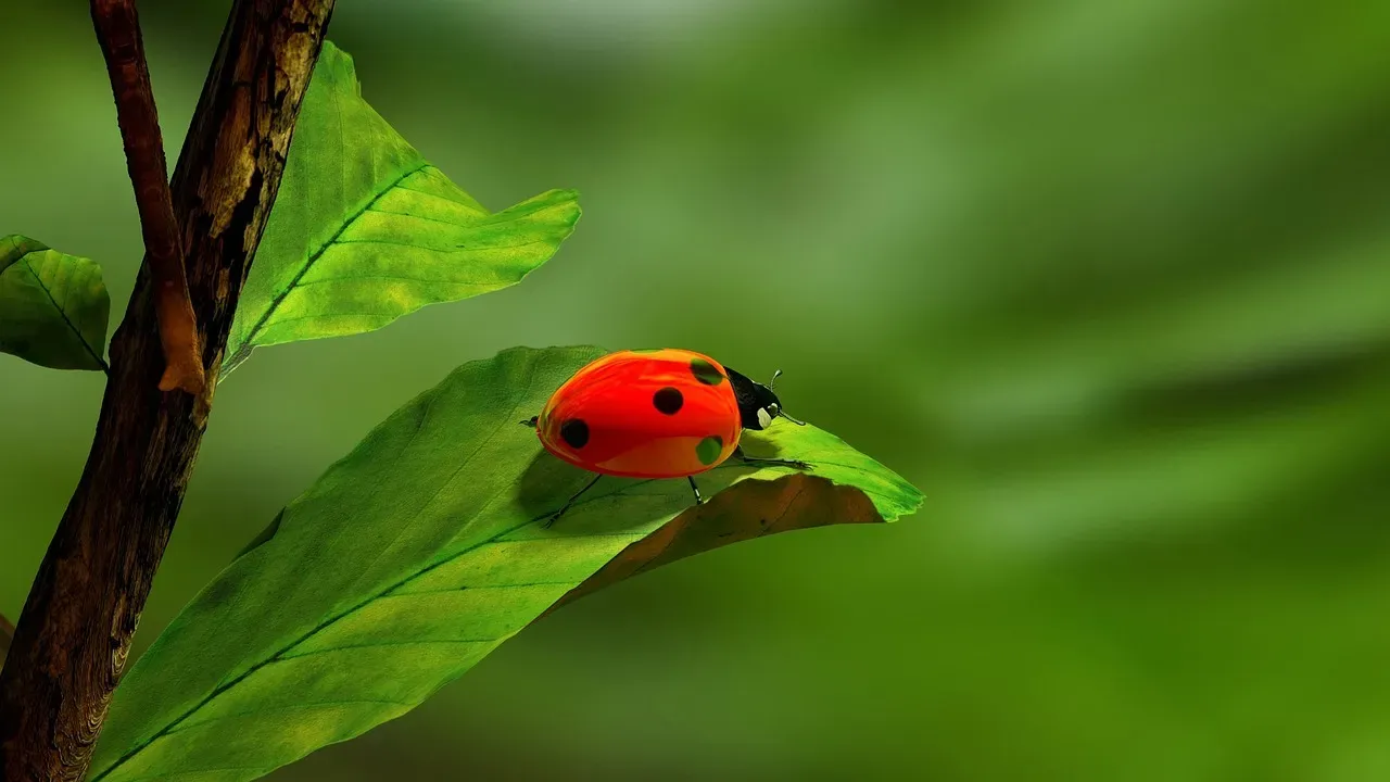 Ladybugs (Image Credits: Pixabay)
