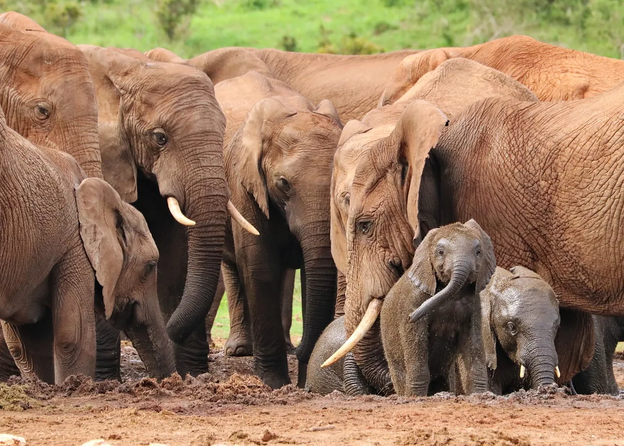 Implications for Conservation and Ethical Considerations (Image Credits: Pixabay)