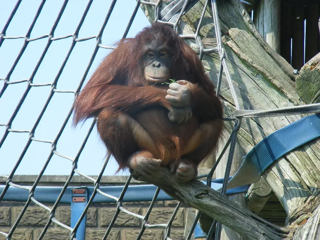 6. Bornean Orangutan (Marie Hale, Flickr, CC BY 2.0)