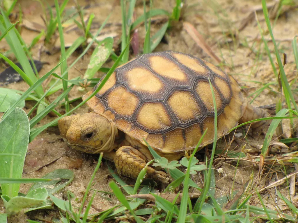 #2 Taurus (April 20 – May 20): The Gopher Tortoise (Image Credits: Flickr)