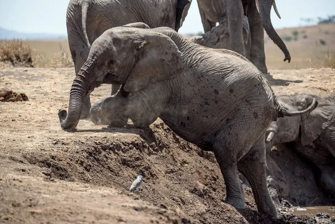 Comparisons Across the Animal Kingdom (Image Credits: Unsplash)