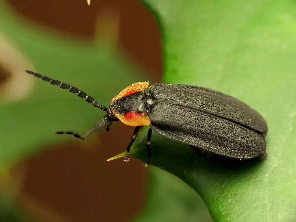 #1: They're Not Flies at All - They're Beetles (treegrow, Flickr, CC BY 2.0)