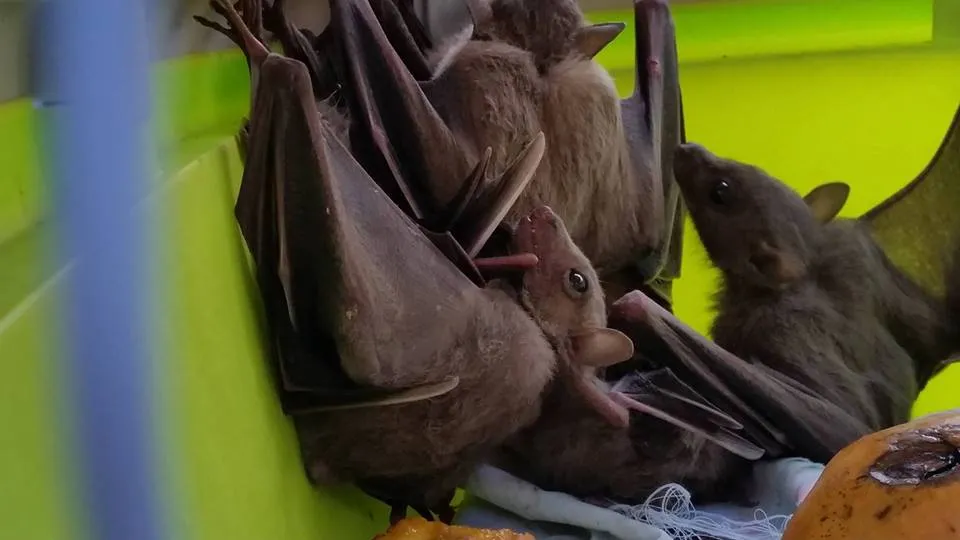 3. Bats Roost in Your Eaves Summer After Summer (קרן לסרי Keren Lassry, CC BY-SA 4.0)
