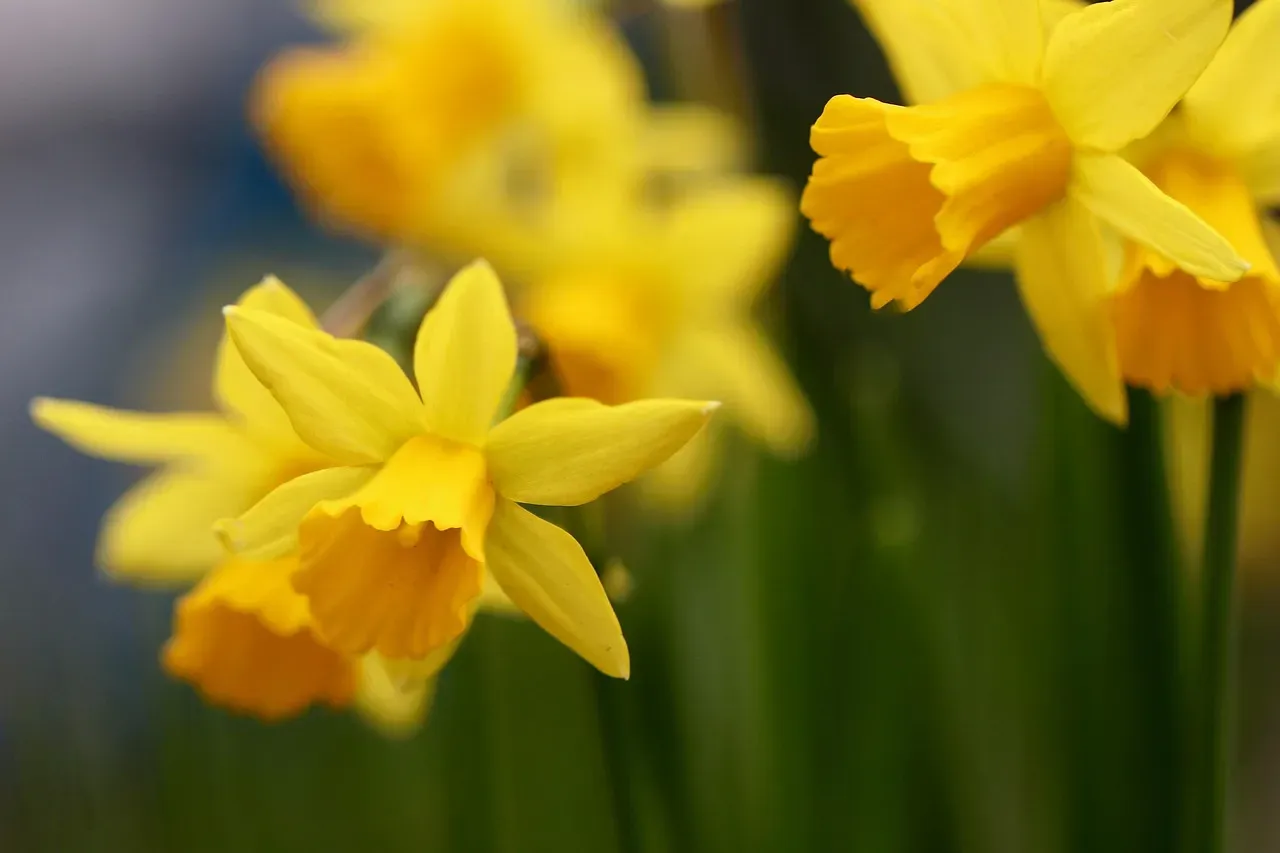 #9. Daffodils - The Spring Staple That's Toxic Throughout (Image Credits: Pixabay)