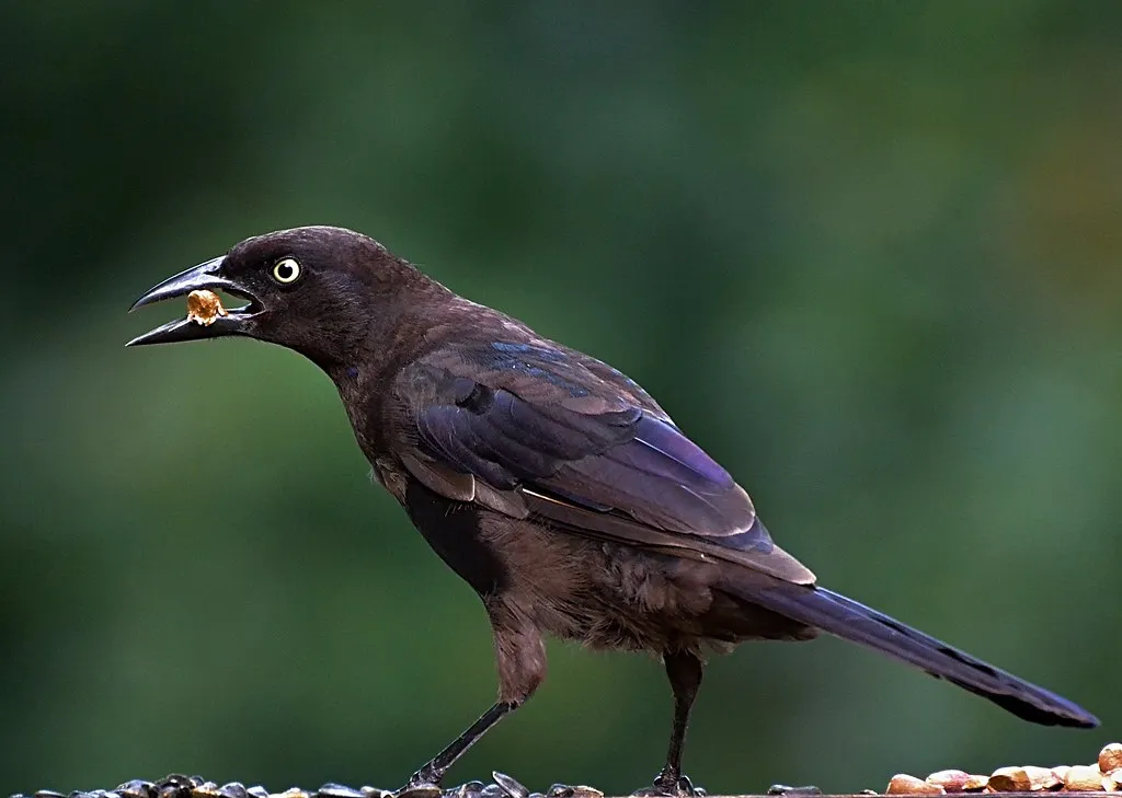 #19 - Food Caching or Sharing Occurs Nearby (DaPuglet, Flickr, CC BY-SA 2.0)