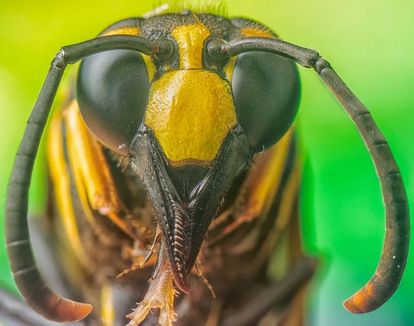 What to Do If Stung (Image Credits: Pexels)