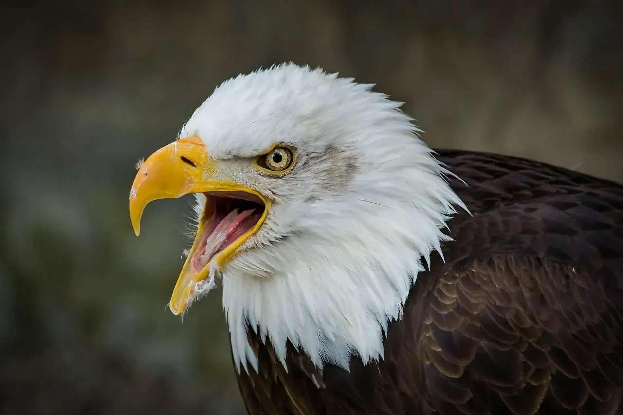 They're Skilled Mammal Hunters Too (Image Credits: Pixabay)