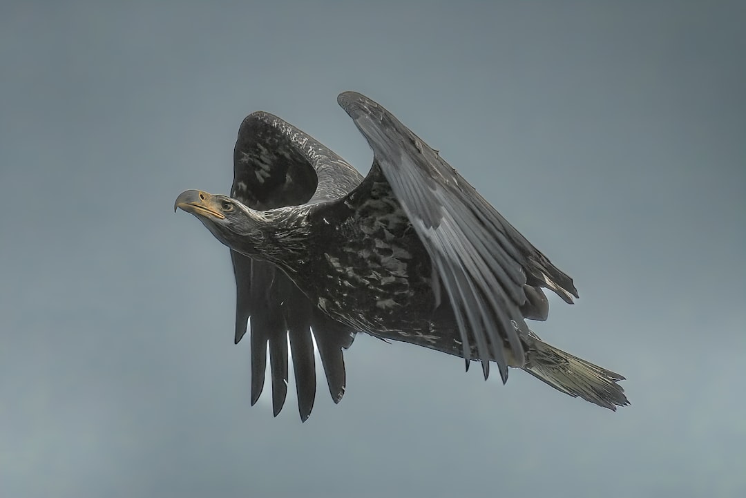 The Thunder Bird - Master of the Elements (Image Credits: Unsplash)