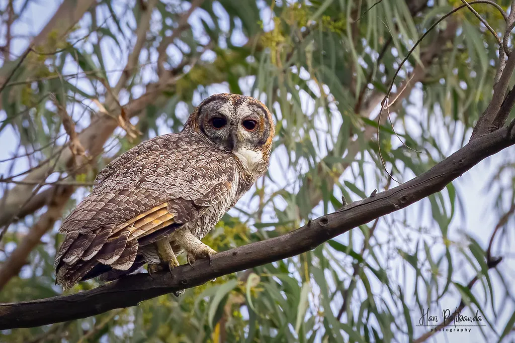 Aquarius: an energy too detached for a bird built on presence (Hari K Patibanda, Flickr, CC BY 2.0)