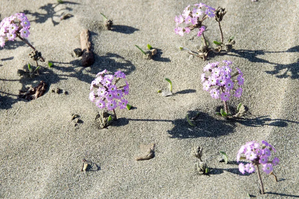 Sand Verbena (Paul and Jill, Flickr, CC BY 2.0)