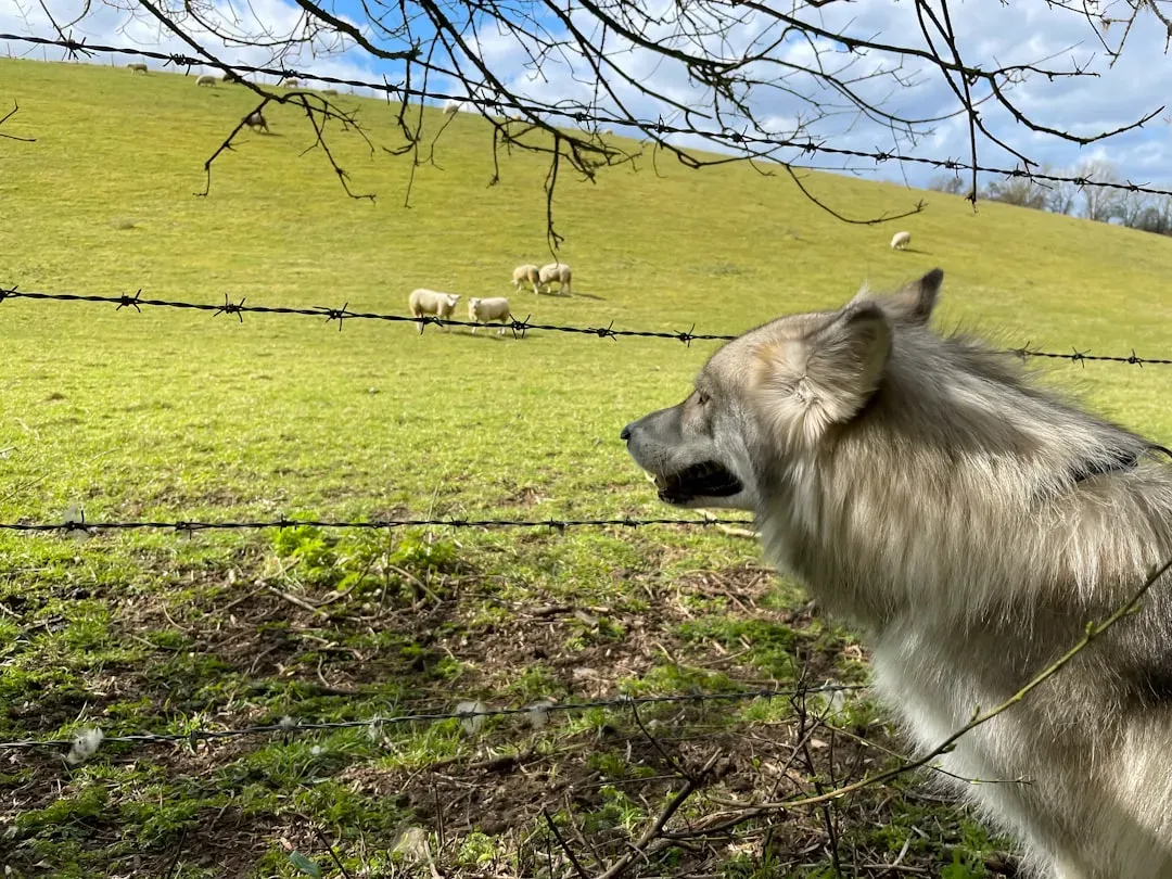 Misconception 5: Wolves Are Decimating Livestock and Ruining Ranchers (Image Credits: Unsplash)