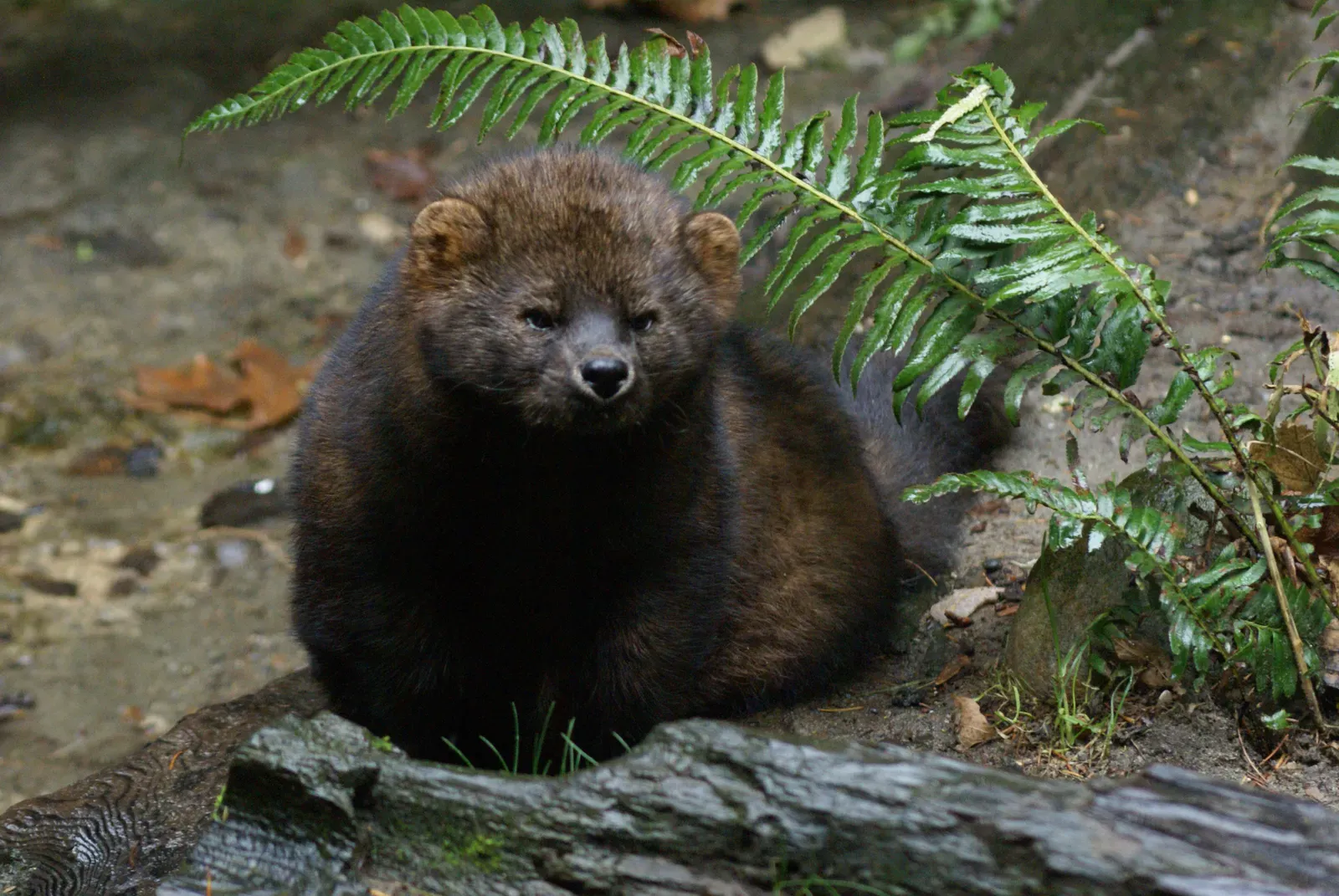 Pacific Fisher: Stealthy Forest Acrobat (Image Credits: Wikimedia)