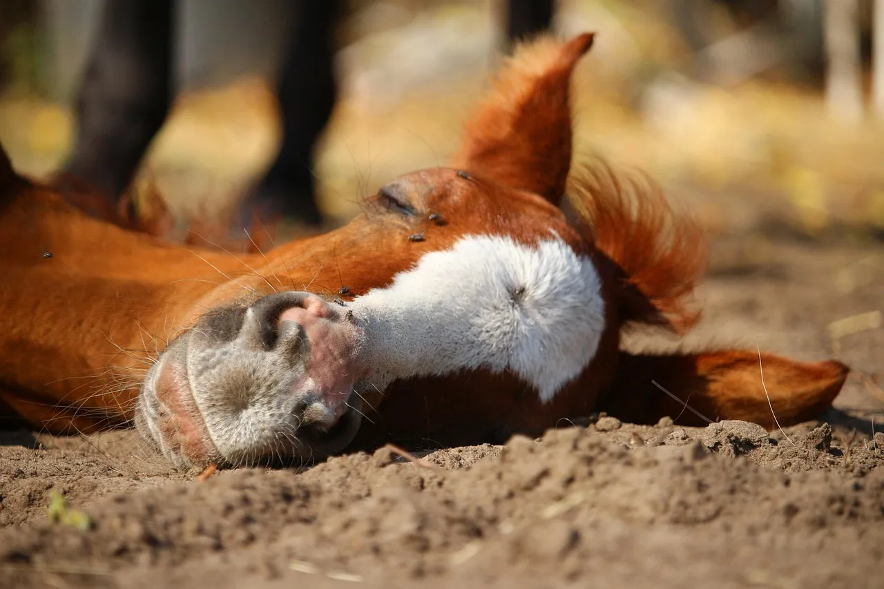 #2 - Deep, Drooling, Sideways Power Naps (Image Credits: Pixabay)
