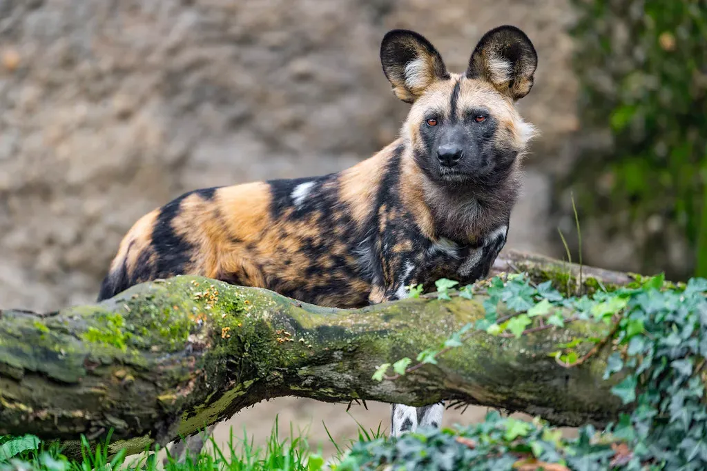 Sagittarius: The African Wild Dog (Image Credits: Flickr)