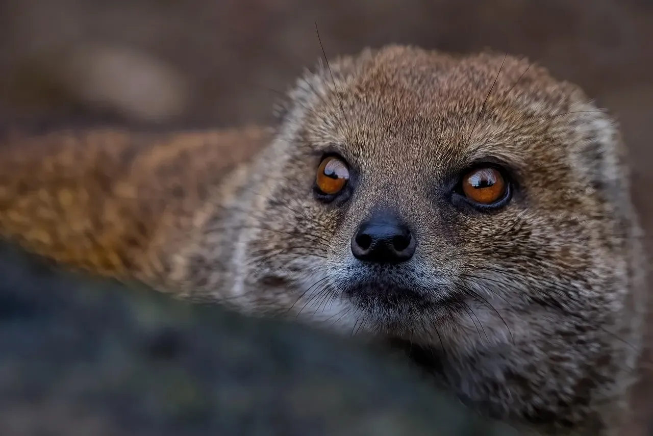 The Mongoose: King Cobra's Nightmare (Image Credits: Pixabay)