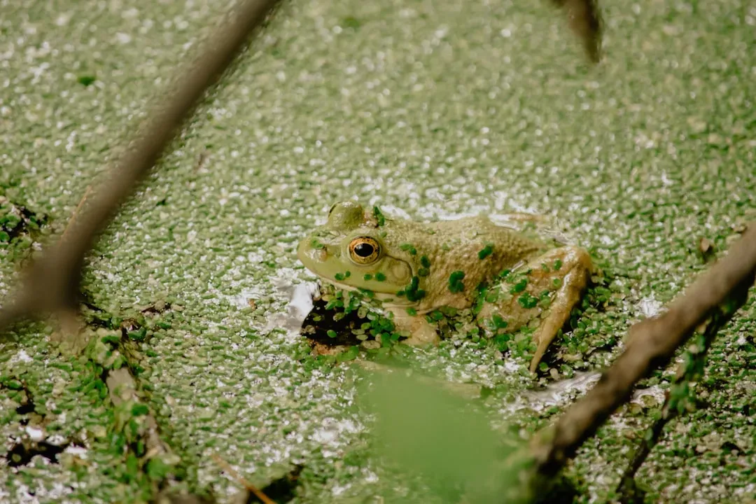 Wood Frogs: The Amphibians That Literally Freeze Solid (Image Credits: Unsplash)
