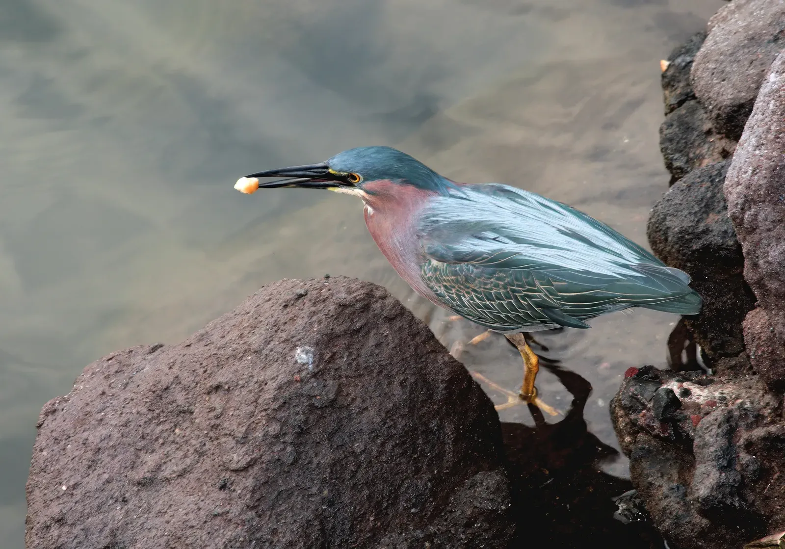13. Using Bait to Fish (Image Credits: Wikimedia)